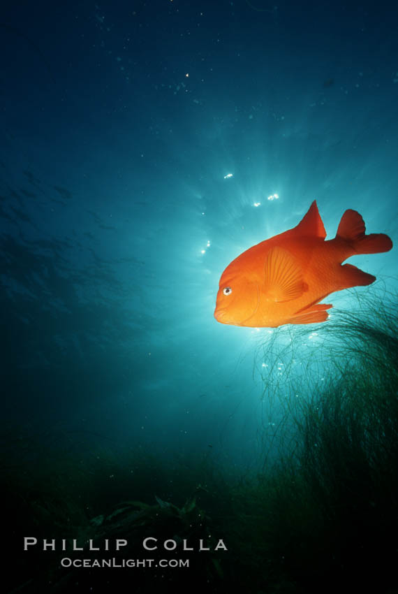 Garibaldi. San Clemente Island, California, USA, Hypsypops rubicundus, natural history stock photograph, photo id 05095