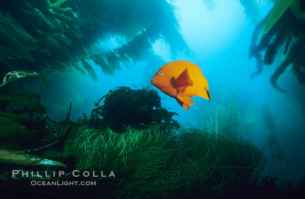 Garibaldi swimming over surfgrass in kelp forest. San Clemente Island, California, USA, Hypsypops rubicundus, Macrocystis pyrifera, Phyllospadix, natural history stock photograph, photo id 06275