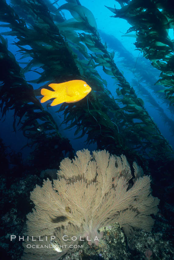 Garibaldi. San Clemente Island, California, USA, Hypsypops rubicundus, natural history stock photograph, photo id 05081