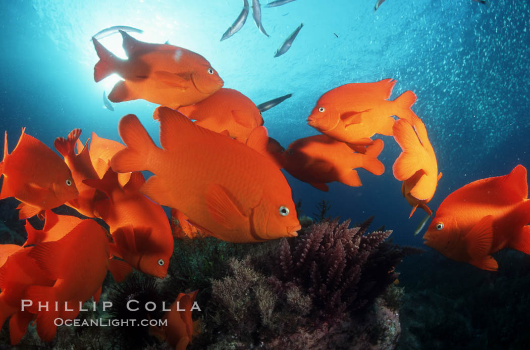 Garibaldi. San Clemente Island, California, USA, Hypsypops rubicundus, natural history stock photograph, photo id 05085