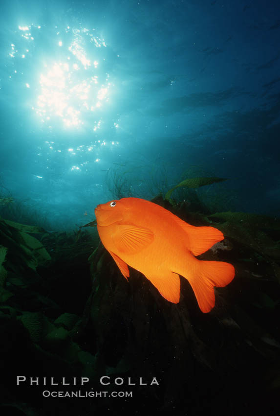 Garibaldi. San Clemente Island, California, USA, Hypsypops rubicundus, natural history stock photograph, photo id 05093