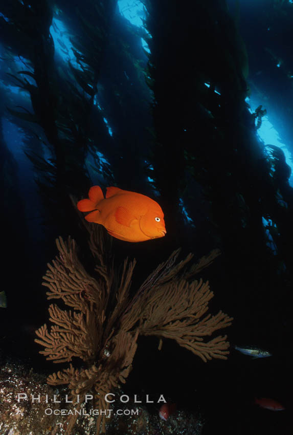 Garibaldi, kelp forest. San Clemente Island, California, USA, Hypsypops rubicundus, natural history stock photograph, photo id 05097