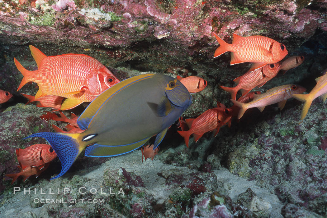 Unidentified fish. Kauai, Hawaii, USA, natural history stock photograph, photo id 05190