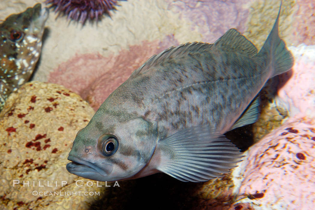 Unidentified fish., natural history stock photograph, photo id 09842