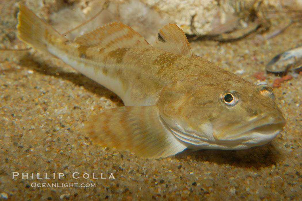 Unidentified fish., natural history stock photograph, photo id 09846