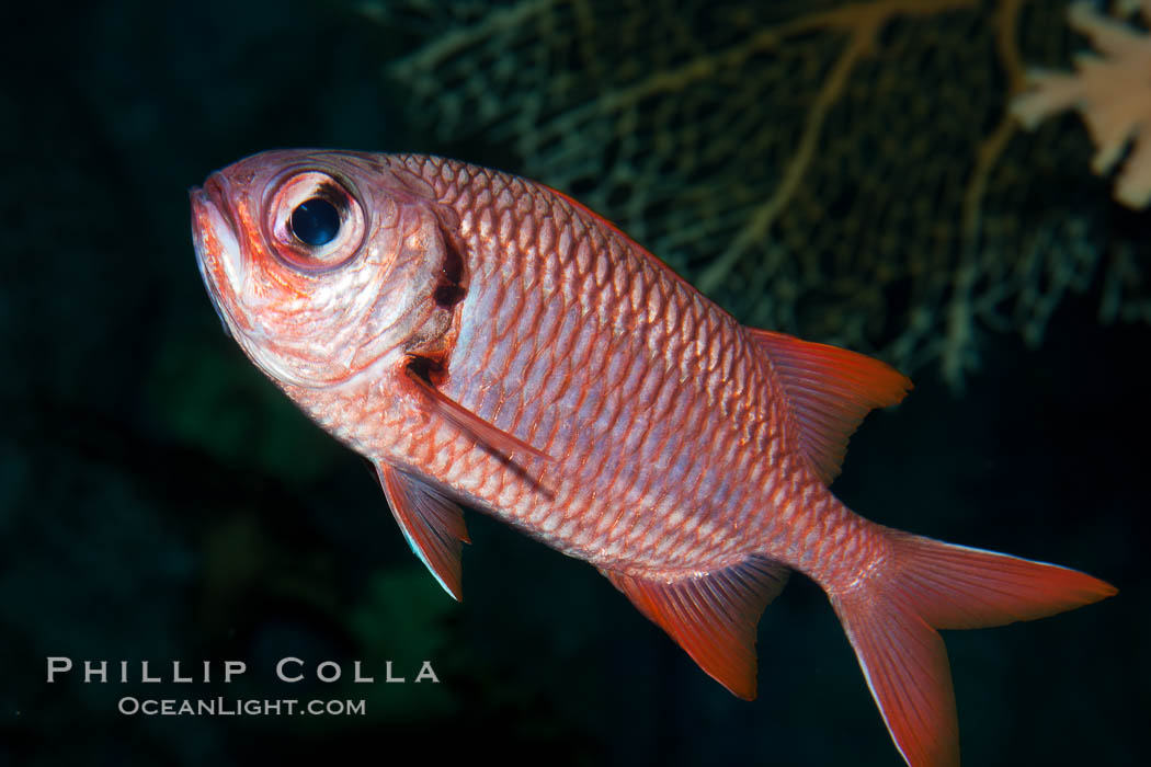 Unidentified fish., natural history stock photograph, photo id 27226