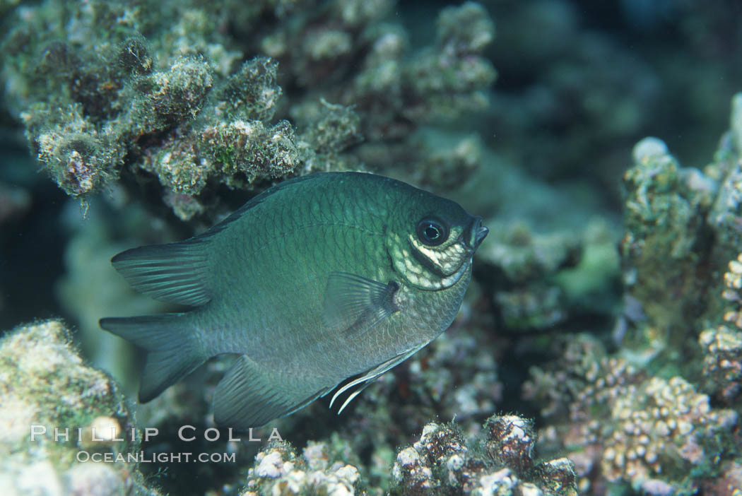 Unidentified fish. Egyptian Red Sea, natural history stock photograph, photo id 05232