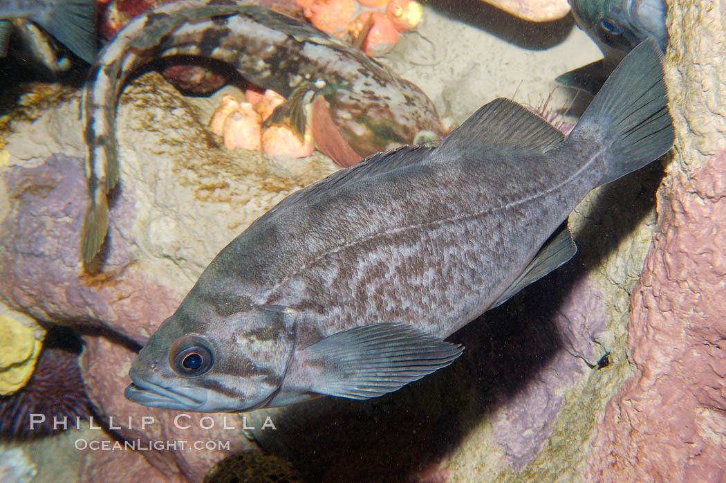 Unidentified fish., natural history stock photograph, photo id 09844
