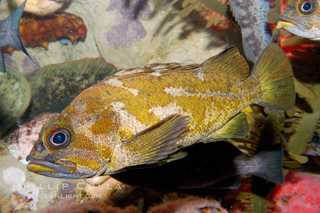 Unidentified fish., natural history stock photograph, photo id 09848