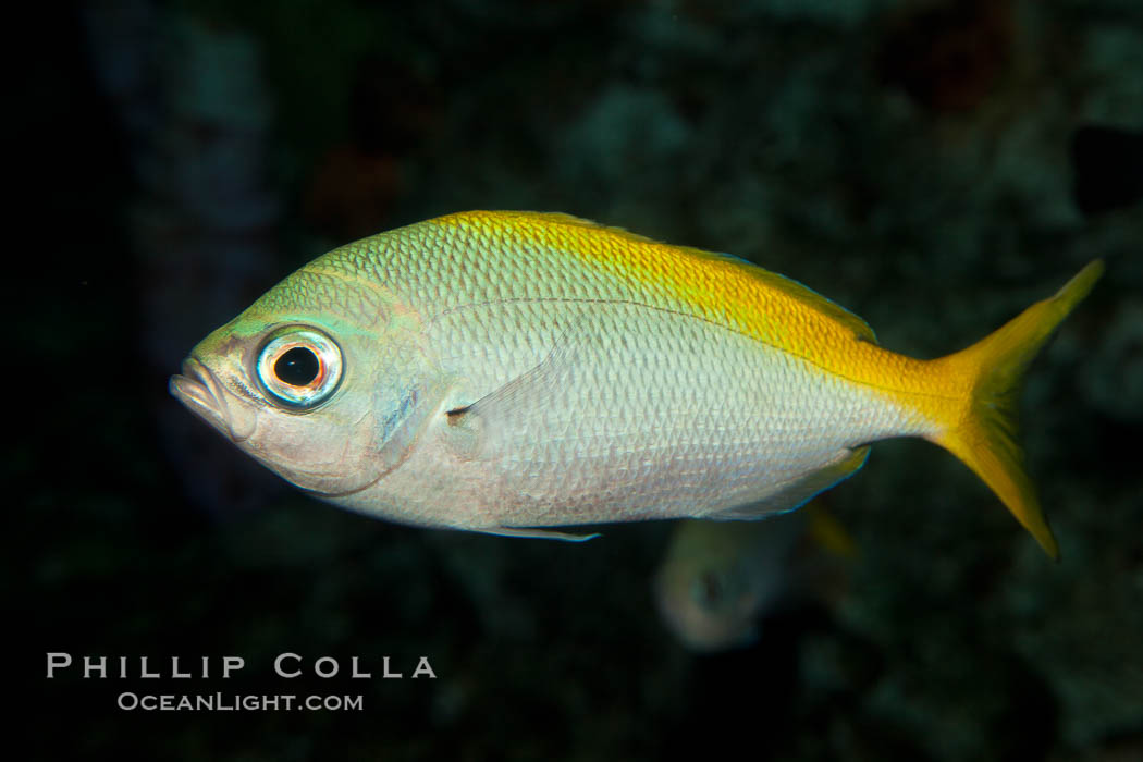 Unidentified fish., natural history stock photograph, photo id 27224