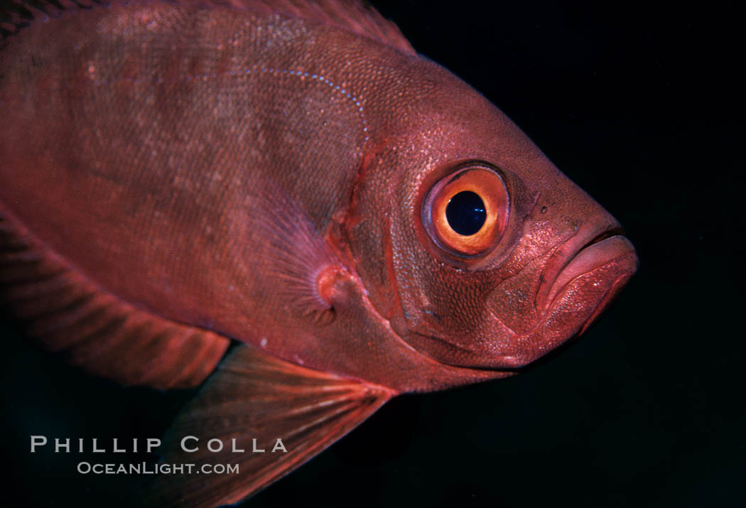 Unidentified fish. Egyptian Red Sea, natural history stock photograph, photo id 05243