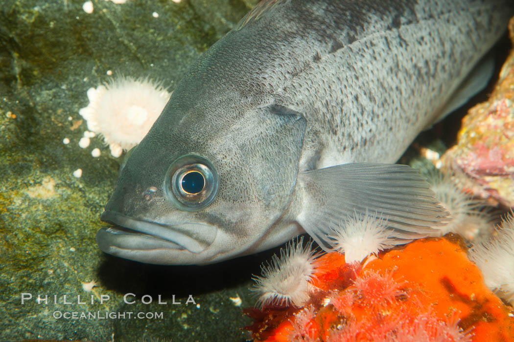 Unidentified fish., natural history stock photograph, photo id 27223