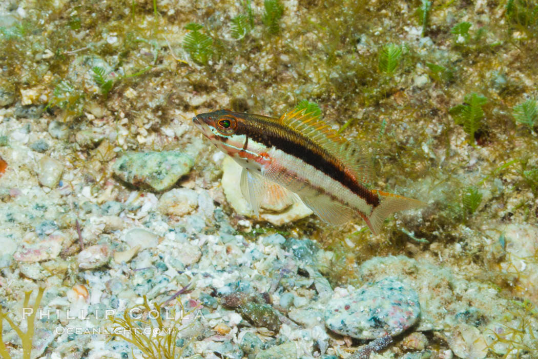 Unidentified fish. Sea of Cortez, Baja California, Mexico, natural history stock photograph, photo id 27495