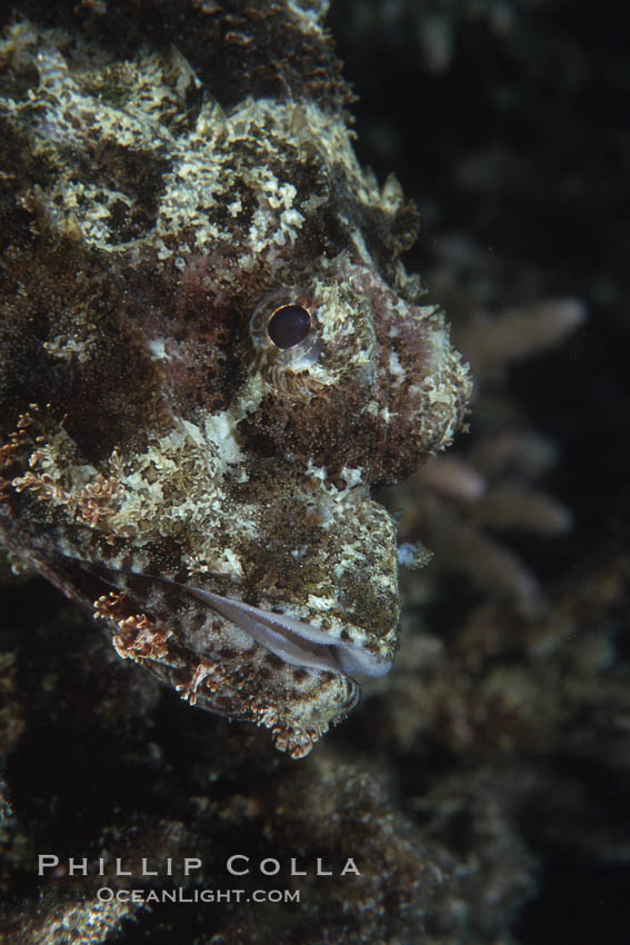 Unidentified fish. Egyptian Red Sea, natural history stock photograph, photo id 05265