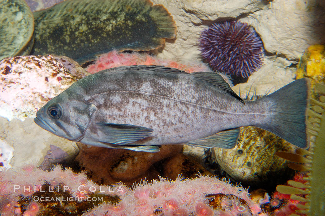 Unidentified fish., natural history stock photograph, photo id 09845