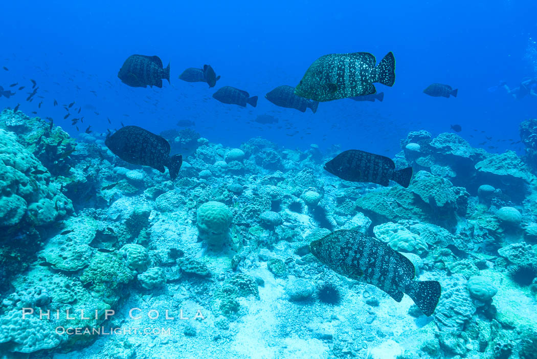 Fish schooling over coral reef, Clipperton Island. France, natural history stock photograph, photo id 33036