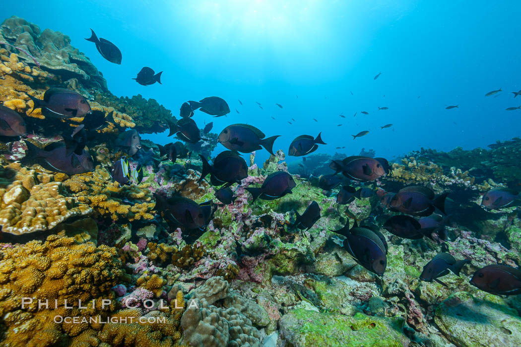 Fish schooling over coral reef, Clipperton Island. France, natural history stock photograph, photo id 33037