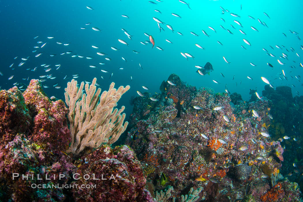 Fish schooling over reef at sunset, Sea of Cortez. Mikes Reef, Baja California, Mexico, natural history stock photograph, photo id 33506