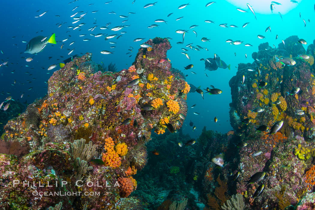 Fish schooling over reef at sunset, Sea of Cortez. Mikes Reef, Baja California, Mexico, natural history stock photograph, photo id 33504