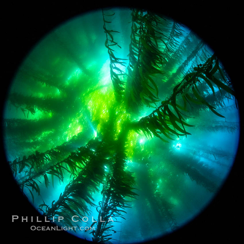 Fisheye view of a Giant Kelp Forest, Catalina Island. California, USA, natural history stock photograph, photo id 37190