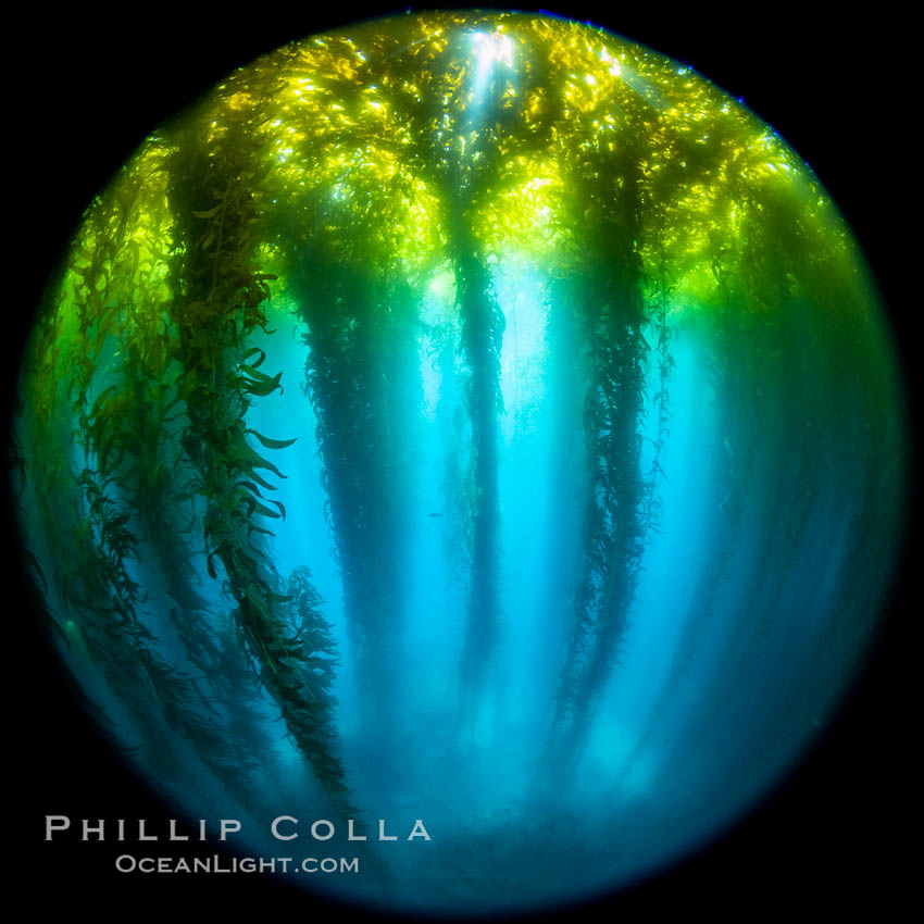Fisheye view of a Giant Kelp Forest, Catalina Island. California, USA, natural history stock photograph, photo id 37194