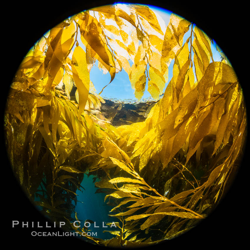 Fisheye view of a Giant Kelp Forest, Catalina Island. California, USA, natural history stock photograph, photo id 37198