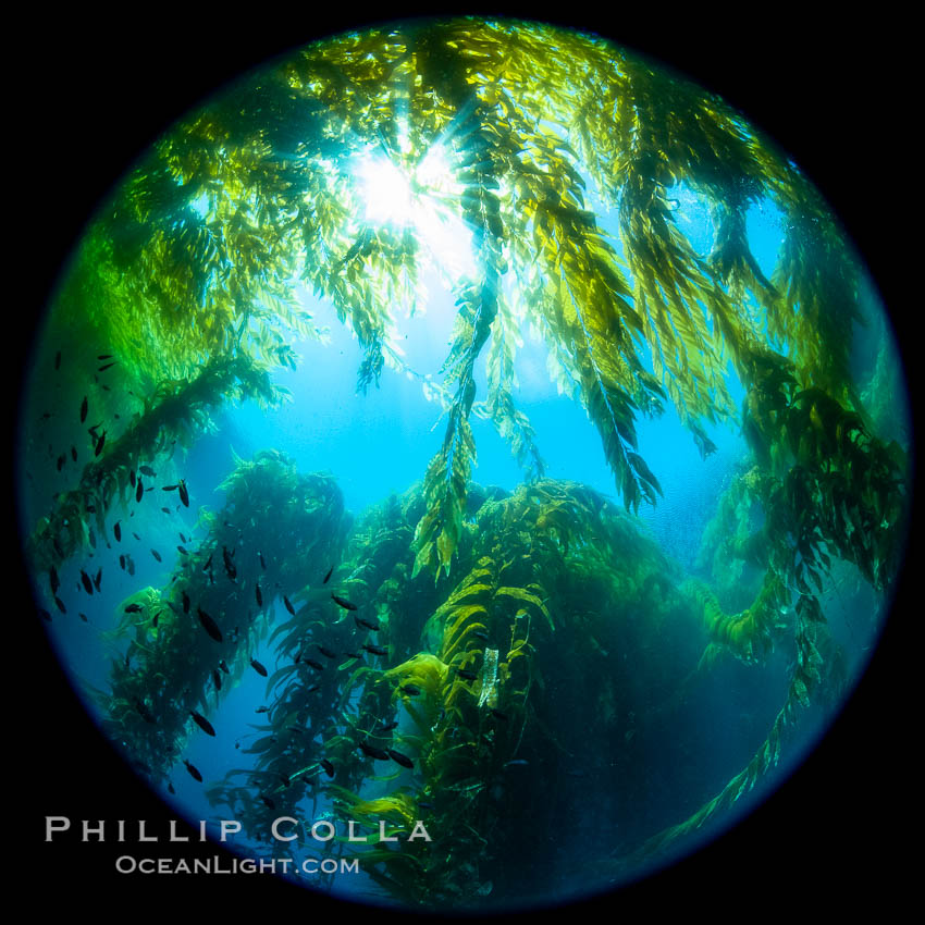 Fisheye view of a Giant Kelp Forest, Catalina Island. California, USA, natural history stock photograph, photo id 37192