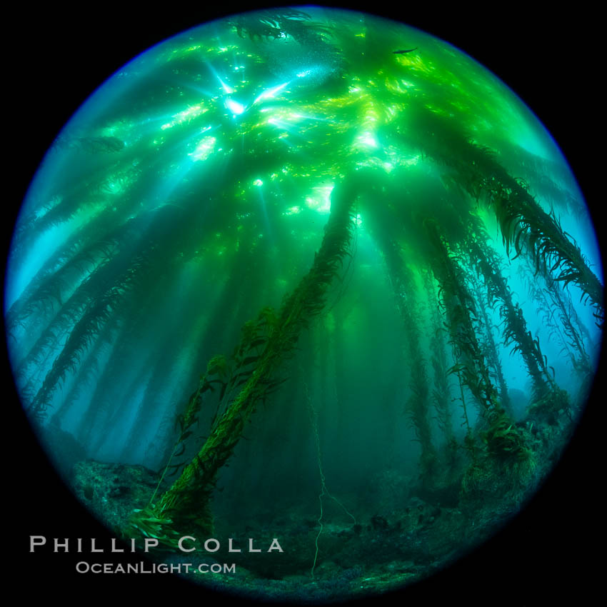 Fisheye view of a Giant Kelp Forest, Catalina Island. California, USA, natural history stock photograph, photo id 37187