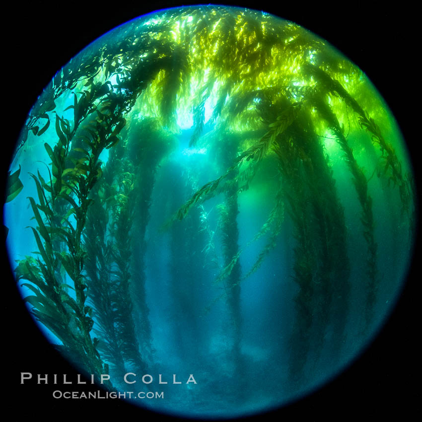 Fisheye view of a Giant Kelp Forest, Catalina Island. California, USA, natural history stock photograph, photo id 37191