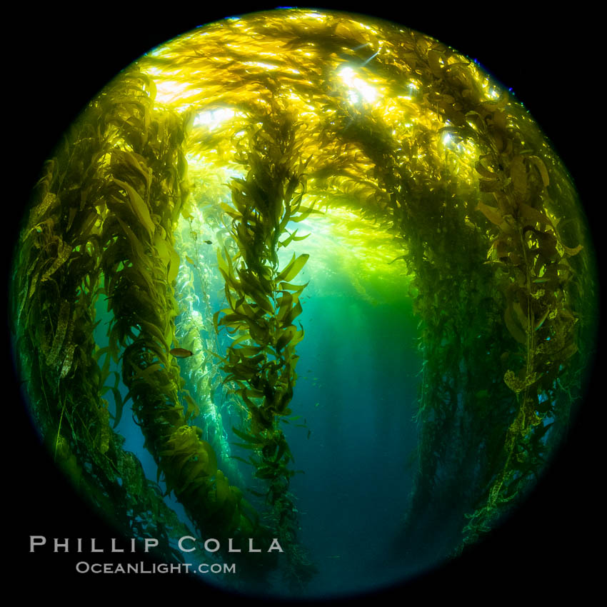 Fisheye view of a Giant Kelp Forest, Catalina Island. California, USA, natural history stock photograph, photo id 37197