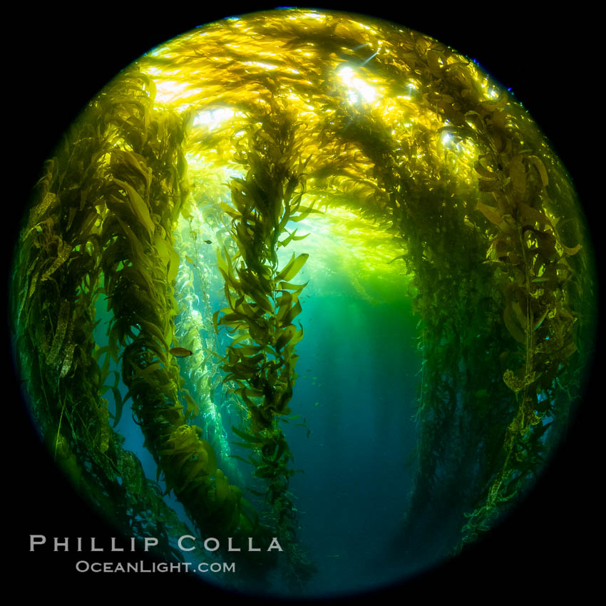 Fisheye view of a Giant Kelp Forest, Catalina Island