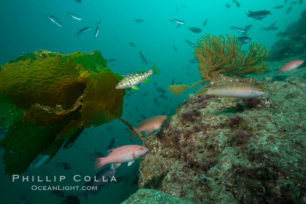 Fishies, Catalina. Catalina Island, California, USA, natural history stock photograph, photo id 30979