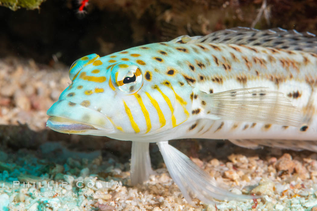 Fishiminatus unknownicus, Fiji. Namena Marine Reserve, Namena Island, natural history stock photograph, photo id 34916