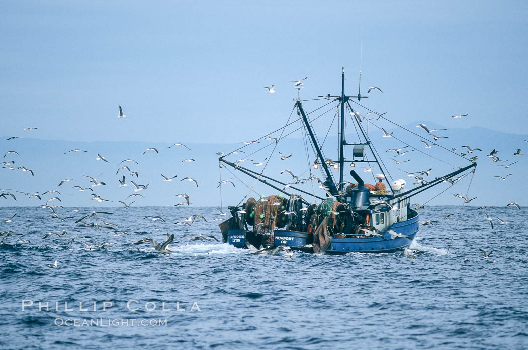 Fishing boat on Monterey Bay, seagulls attracted to bait and nets. California, USA, natural history stock photograph, photo id 05500