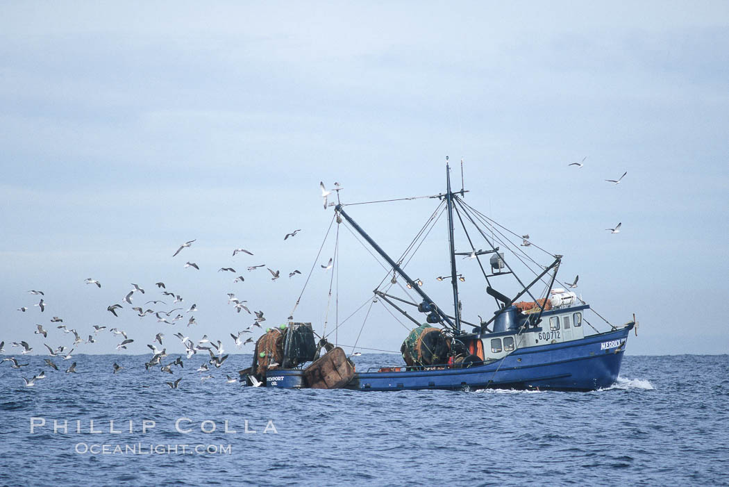 Fishing boat on Monterey Bay, seagulls attracted to bait and nets. California, USA, natural history stock photograph, photo id 05501
