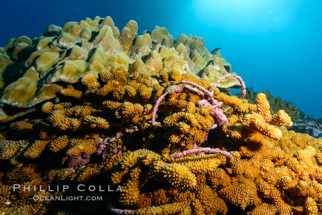 Fishing Longline, Wrapped and Embedded in Coral Head, Clipperton Island. France, natural history stock photograph, photo id 32977