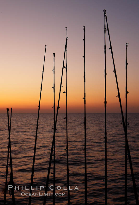 Fishing rods, sunrise. Santa Barbara Island, California, USA, natural history stock photograph, photo id 23568