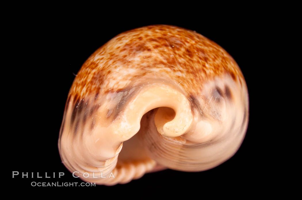 Five-Banded Caurica Cowrie., Cypraea caurica quinquefasciata, natural history stock photograph, photo id 08154