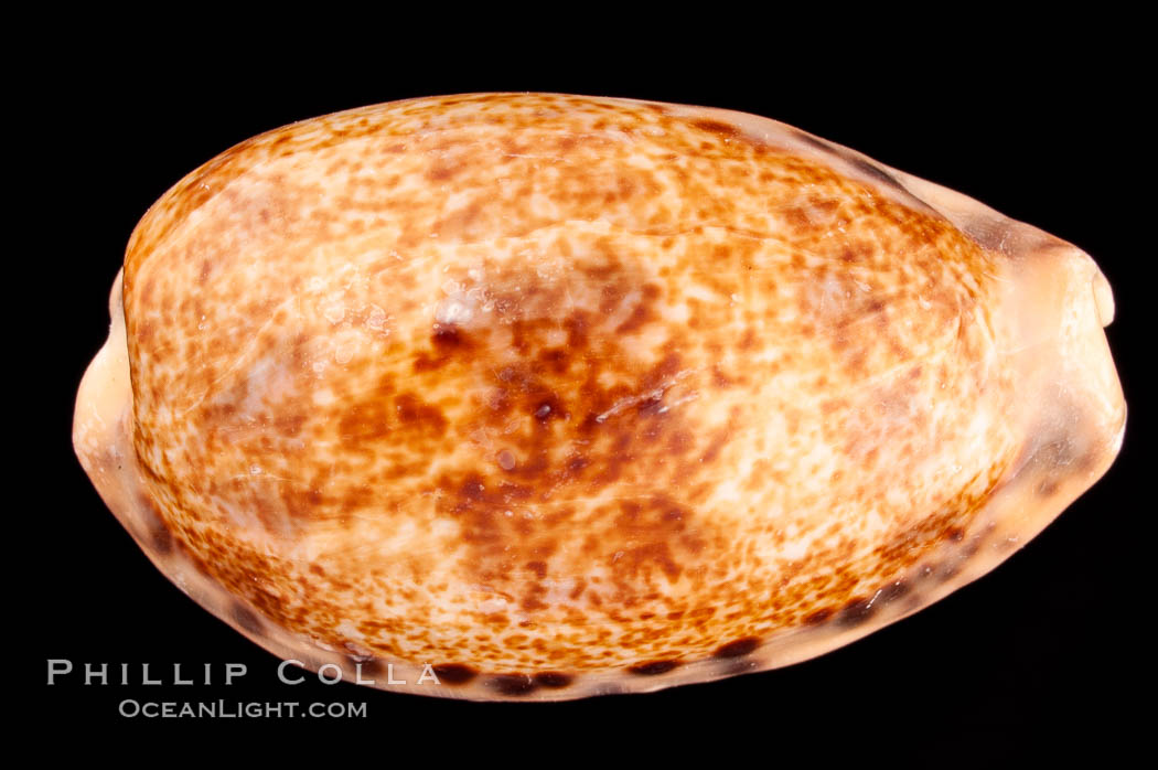 Five-Banded Caurica Cowrie., Cypraea caurica quinquefasciata, natural history stock photograph, photo id 08151