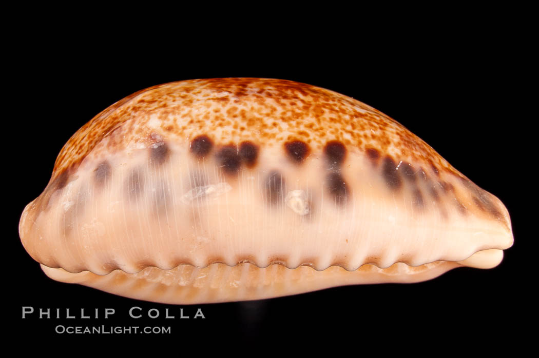 Five-Banded Caurica Cowrie., Cypraea caurica quinquefasciata, natural history stock photograph, photo id 08153