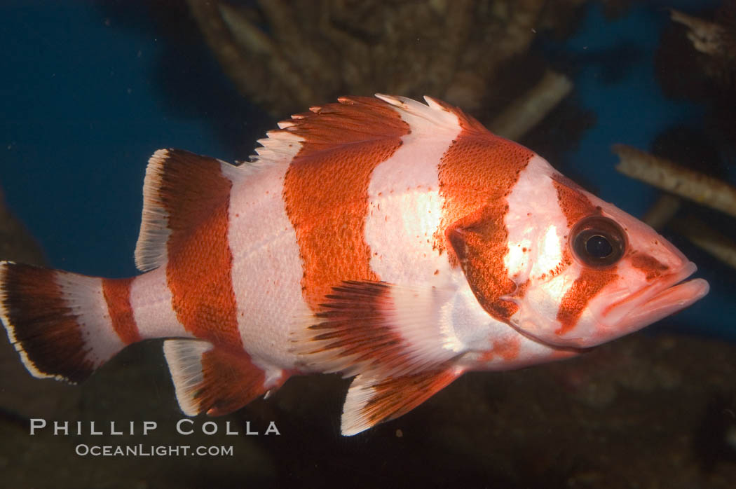 Flag rockfish., Sebastes rubrivinctus, natural history stock photograph, photo id 07865