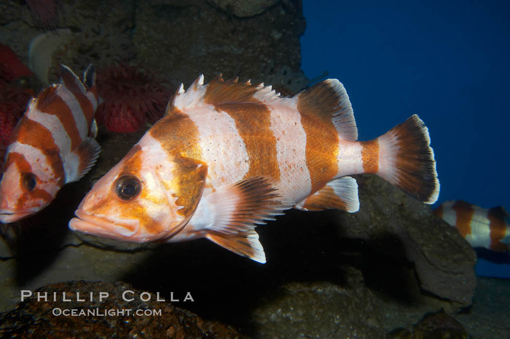 Flag rockfish., Sebastes rubrivinctus, natural history stock photograph, photo id 11789