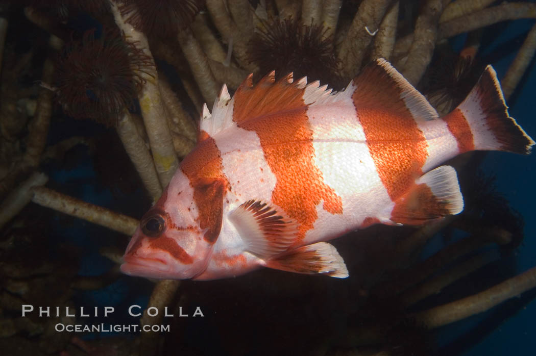 Flag rockfish., Sebastes rubrivinctus, natural history stock photograph, photo id 07866