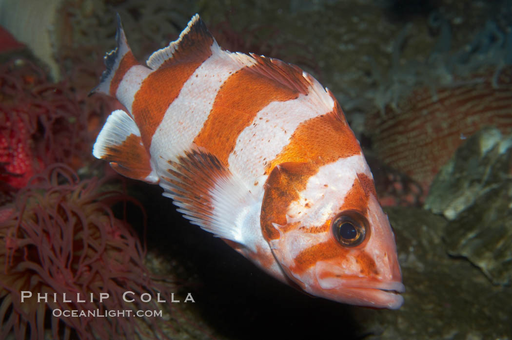 Flag rockfish., Sebastes rubrivinctus, natural history stock photograph, photo id 11787
