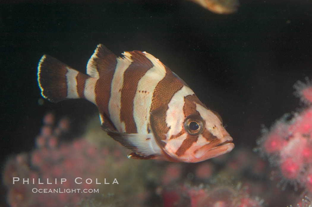 Flag rockfish., Sebastes rubrivinctus, natural history stock photograph, photo id 07869