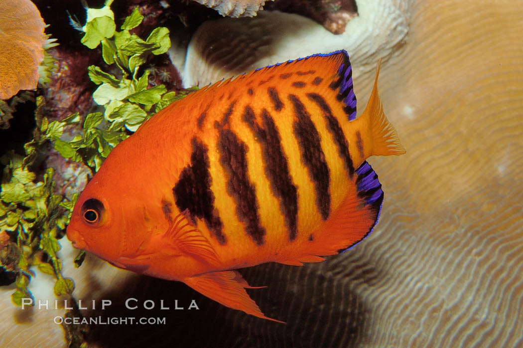 Flame angelfish., Centropyge loricula, natural history stock photograph, photo id 09450