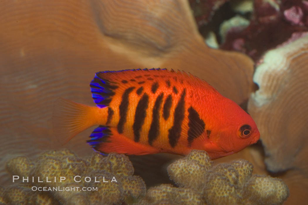 Flame angelfish., Centropyge loricula, natural history stock photograph, photo id 07860