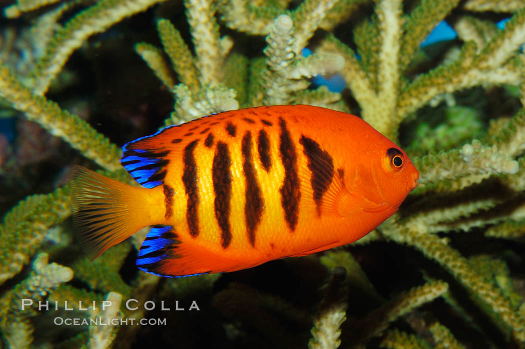 Flame angelfish., Centropyge loricula, natural history stock photograph, photo id 08668