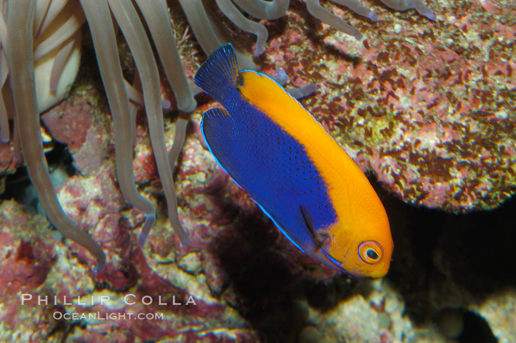 Flameback angelfish., Centropyge aurantonotus, natural history stock photograph, photo id 08658