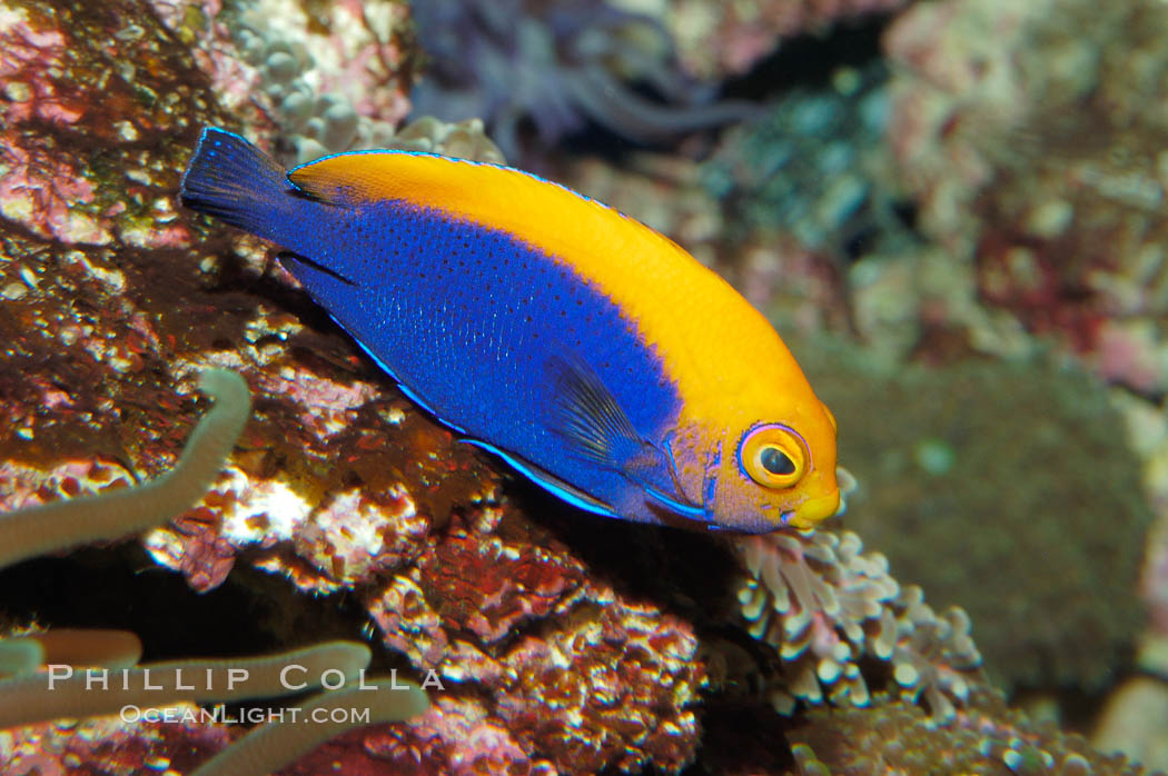 Flameback angelfish., Centropyge aurantonotus, natural history stock photograph, photo id 08656